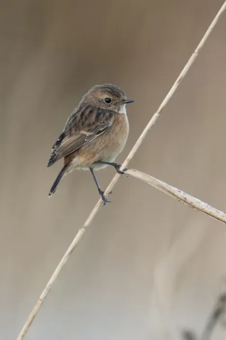 Framed Print : European Stonechat (Saxicola rubicola) adult female, non-breeding plumage, perched on reed stem, Suffolk, England Framed Print : European Stonechat (Saxicola rubicola) adult female, non-breeding plumage, perched on reed stem, Suffolk, England
