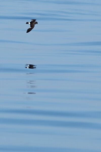 European Storm-petrel (Hydrobates pelagicus) adult, in flight over sea, Algarve, Portugal, october