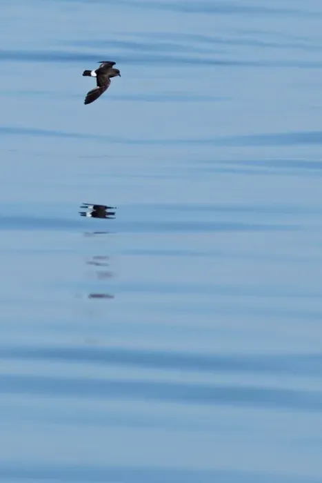 Framed Print : European Storm-petrel (Hydrobates pelagicus) adult, in flight over sea, Algarve, Portugal, october Framed Print : European Storm-petrel (Hydrobates pelagicus) adult, in flight over sea, Algarve, Portugal, october