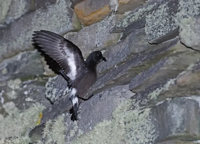Framed Print : European Storm-petrel (Hydrobates pelagicus) adult, on wall of Iron Iron Age Broch nestsite at night, Mousa RSPB Reserve, Mousa, Shetland Islands, Scotland, june Framed Print : European Storm-petrel (Hydrobates pelagicus) adult, on wall of Iron Iron Age Broch nestsite at night, Mousa RSPB Reserve, Mousa, Shetland Islands, Scotland, june