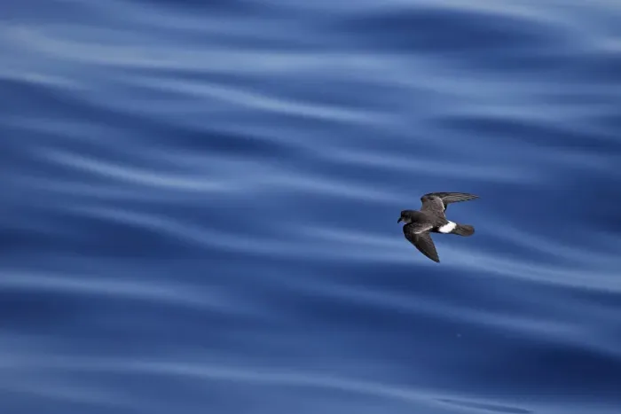 Framed Print : European Storm-petrel (Hydrobates pelagicus) adult, in flight over sea, Algarve, Portugal, October Framed Print : European Storm-petrel (Hydrobates pelagicus) adult, in flight over sea, Algarve, Portugal, October