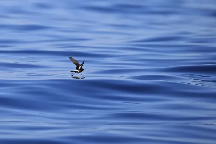 Framed Print : European Storm-petrel (Hydrobates pelagicus) adult, in flight over sea, feeding at surface of sea, Algarve, Portugal Framed Print : European Storm-petrel (Hydrobates pelagicus) adult, in flight over sea, feeding at surface of sea, Algarve, Portugal