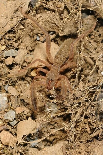 European Sun-spider (Gluvia dorsalis) adult, Spain, june