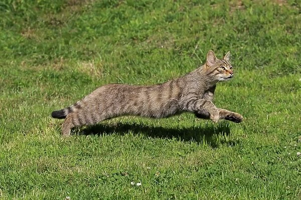 European Wild Cat (Felis silvestris) adult, running on grass, July (captive)