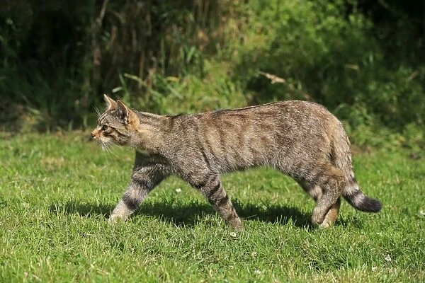 European Wild Cat (Felis silvestris) adult, walking on grass, July (captive)