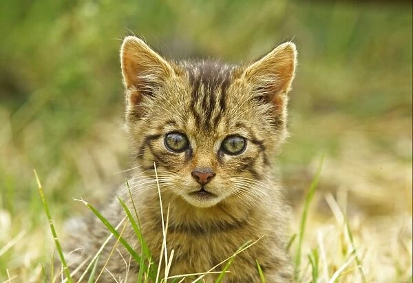 European Wild Cat (Felis silvestris grampia) Scottish race, kitten, close-up of head (captive)