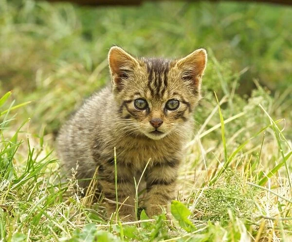 European Wild Cat (Felis silvestris grampia) Scottish race, kitten, standing in grass (captive)