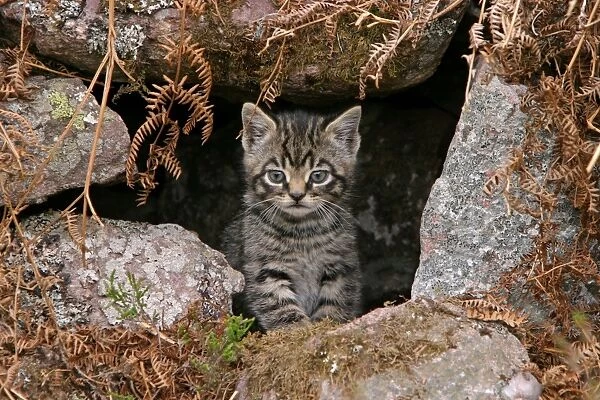 European Wild Cat (Felis silvestris) kitten, at den entrance, Scotland