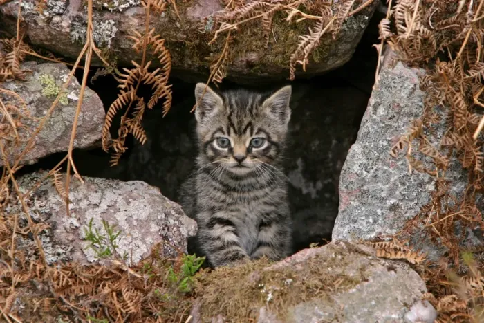 Framed Print : European Wild Cat (Felis silvestris) kitten, at den entrance, Scotland Framed Print : European Wild Cat (Felis silvestris) kitten, at den entrance, Scotland