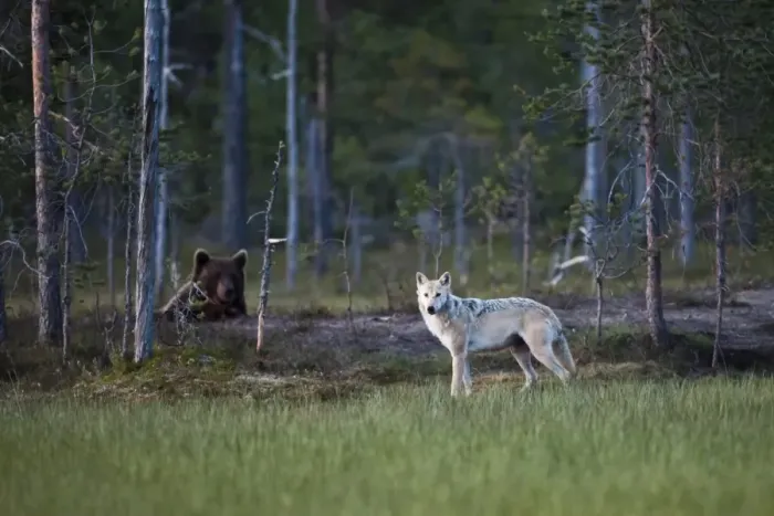 Framed Print : European Wolf (Canis lupus lupus) and European Brown Bear (Ursus arctos arctos) adults, in coniferous forest habitat at dusk, Finland, july Framed Print : European Wolf (Canis lupus lupus) and European Brown Bear (Ursus arctos arctos) adults, in coniferous forest habitat at dusk, Finland, july