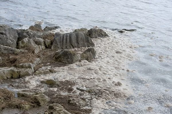 Eutrophic scum on water, Morecambe Bay, Grange over Sands, Cumbria, England, march