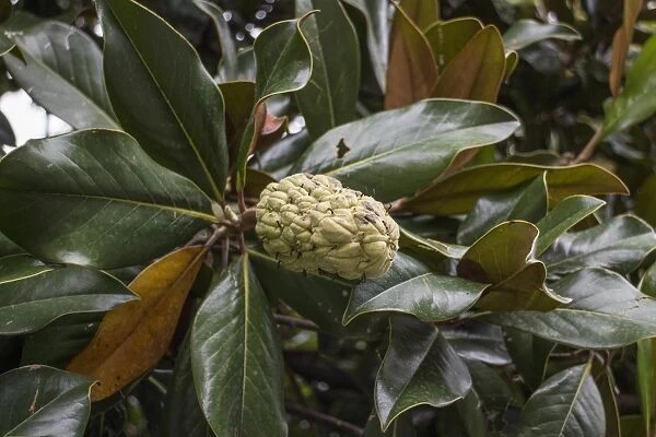 Evergreen or southern Magnolia leaf and fruit