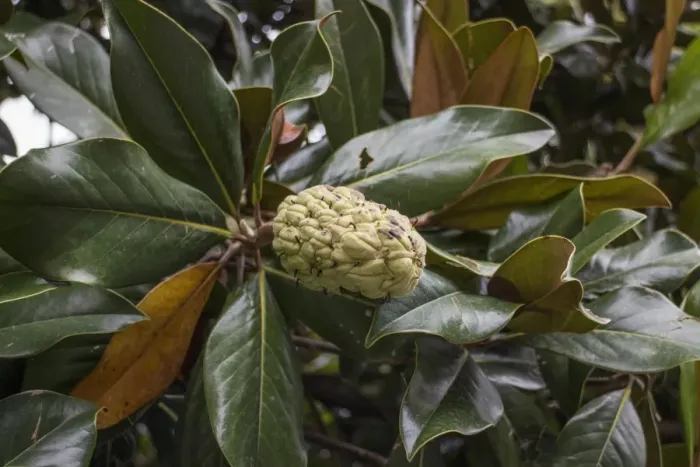 Framed Print : Evergreen or southern Magnolia leaf and fruit Framed Print : Evergreen or southern Magnolia leaf and fruit