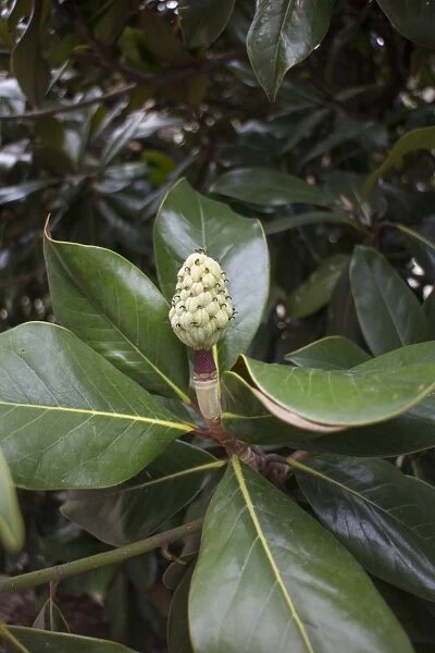 Evergreen or southern Magnolia leaf and young fruit