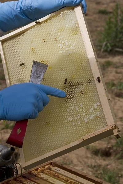 Examining the new comb from the brood box for possible problems such as parasites