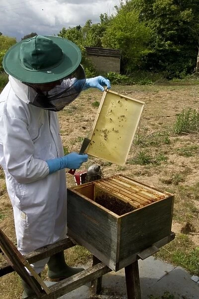 Examining a new wax foundation frame from the brood box part of the hive, bees have already started to make the comb