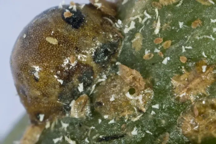 Framed Print : The exit hole of a parasitoid wasp, Metaphycus helvolus, in the shell of its scale insect host Framed Print : The exit hole of a parasitoid wasp, Metaphycus helvolus, in the shell of its scale insect host