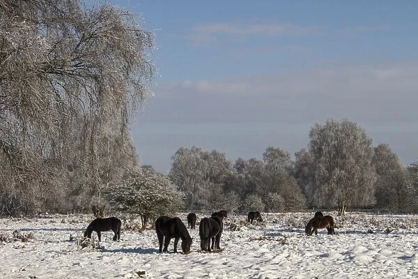 Exmoor ponies have been introduced to Knettishall Heath to help maintain the more open Breck Heath landscape