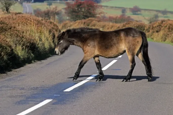 Framed Print : Exmoor Pony, adult, walking across road, Exmoor N. P. Somerset, England Framed Print : Exmoor Pony, adult, walking across road, Exmoor N. P. Somerset, England