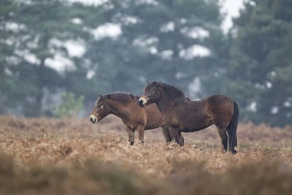 Exmoor Pony, two adults, standing in heathland, used for conservation grazing by Suffolk Wildlife Trust