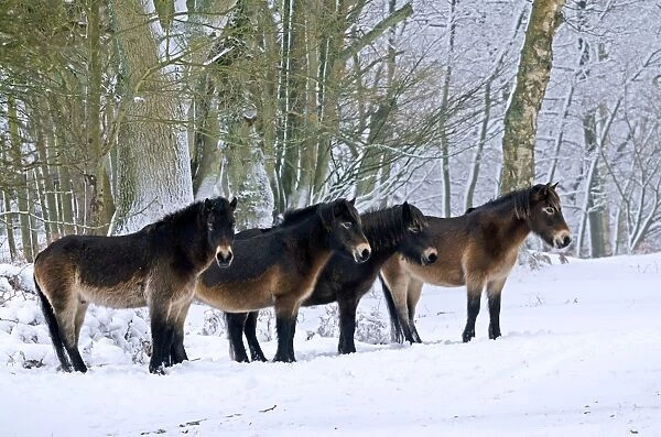 Exmoor Pony, four adults, standing on snow covered heathland, used for conservation grazing, Ashdown Forest