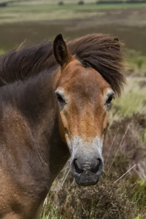 Framed Print : The Exmoor pony is a horse breed native to the British Isles, where some still roam as semi-feral livestock on Exmoor Framed Print : The Exmoor pony is a horse breed native to the British Isles, where some still roam as semi-feral livestock on Exmoor