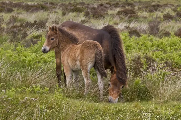 Framed Print : The Exmoor pony is a horse breed native to the British Isles, where some still roam as semi-feral livestock on Exmoor Framed Print : The Exmoor pony is a horse breed native to the British Isles, where some still roam as semi-feral livestock on Exmoor