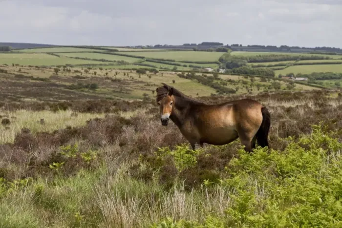 Framed Print : The Exmoor pony is a horse breed native to the British Isles, where some still roam as semi-feral livestock on Exmoor Framed Print : The Exmoor pony is a horse breed native to the British Isles, where some still roam as semi-feral livestock on Exmoor