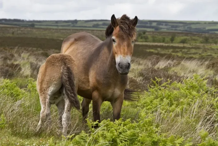 Framed Print : The Exmoor pony is a horse breed native to the British Isles, where some still roam as semi-feral livestock on Exmoor