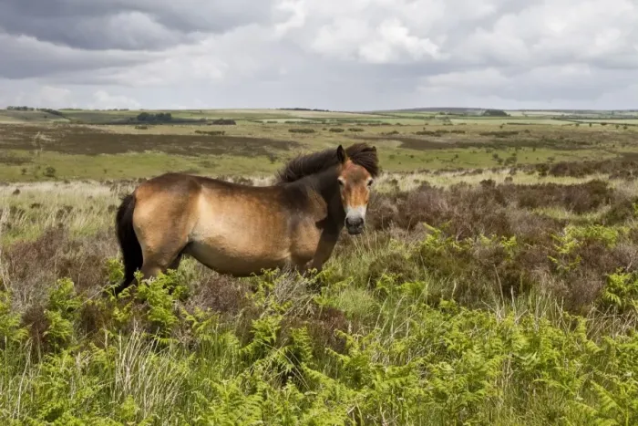 Framed Print : The Exmoor pony is a horse breed native to the British Isles, where some still roam as semi-feral livestock on Exmoor