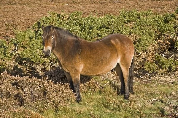 Exmoor Pony, stallion, with diamond shaped identification mark, used for heathland management, Dorset, England, autumn