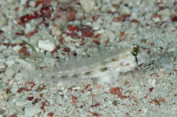 Framed Print : Eyebar Goby Gnatholepsis anjerensis adult, resting on sand, Pantar Island, Alor Archipelago, Lesser Sunda Islands Framed Print : Eyebar Goby Gnatholepsis anjerensis adult, resting on sand, Pantar Island, Alor Archipelago, Lesser Sunda Islands