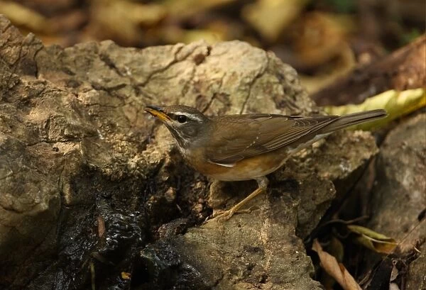 Eyebrowed Thrush (Turdus obscurus) immature, first winter plumage, drinking from spring, Kaeng Krachan N. P. Thailand, january