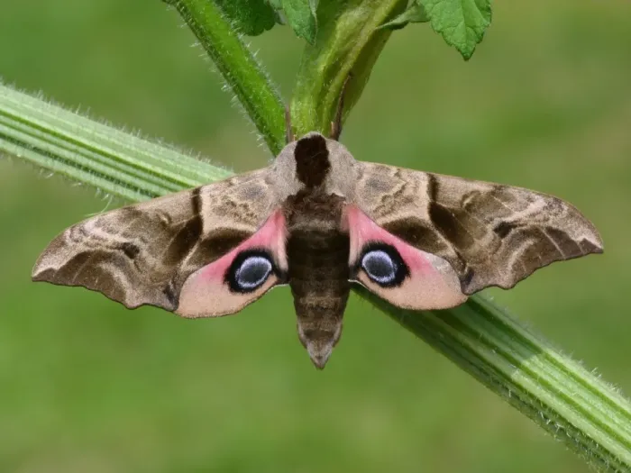 Framed Print : Eyed Hawkmoth (Smerinthus ocellata) adult, resting on umbellifer stem, Leicestershire, England, may Framed Print : Eyed Hawkmoth (Smerinthus ocellata) adult, resting on umbellifer stem, Leicestershire, England, may