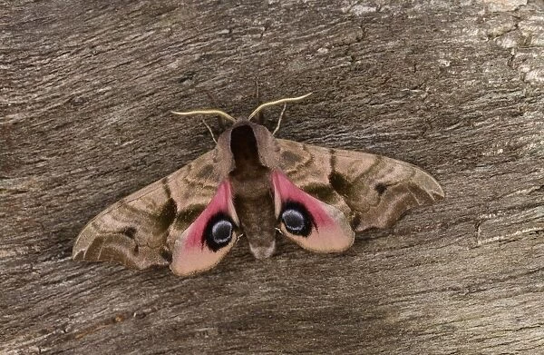 Eyed Hawkmoth (Smerinthus ocellata) adult, showing eyespots on rear wings, resting on bark, Oxfordshire, England, July