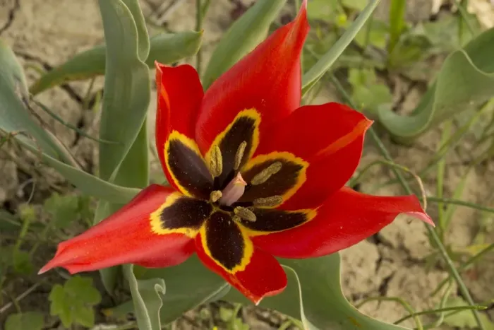 Framed Print : Eyed Tulip (Tulipa agenensis) close-up of flower, growing in arable field, Cyprus, March Framed Print : Eyed Tulip (Tulipa agenensis) close-up of flower, growing in arable field, Cyprus, March