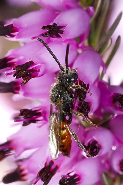 Fabricius Nomad Bee (Nomada fabriciana) adult male, feeding on Bell Heather (Erica sp. ) flower in garden, Powys, Wales