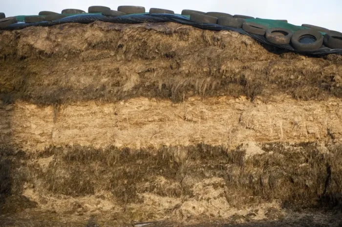 Framed Print : Face of silage clamp, showing different layers of crop, England, november Framed Print : Face of silage clamp, showing different layers of crop, England, november