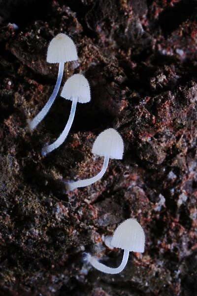 Fairy Inkcap (Coprinellus disseminatus) fruiting bodies, growing in cave, Italy, july
