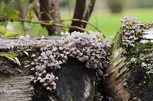 Fairy Inkcap (Coprinellus disseminatus) fruiting bodies, group growing on decaying logs, Sir Harold Hillier Gardens