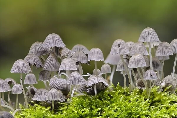 Fairy Inkcap (Coprinellus disseminatus) fruiting bodies, group growing amongst moss, Sir Harold Hillier Gardens