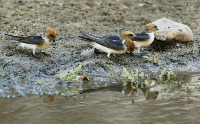 Framed Print : Fairy Martin (Petrochelidon ariel) four adults, collecting mud for nesting material, Ormiston Gorge Framed Print : Fairy Martin (Petrochelidon ariel) four adults, collecting mud for nesting material, Ormiston Gorge
