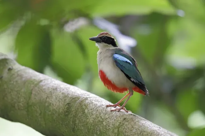 Framed Print : Fairy Pitta (Pitta nympha) adult, perched on branch, Huben, Central Taiwan, June Framed Print : Fairy Pitta (Pitta nympha) adult, perched on branch, Huben, Central Taiwan, June