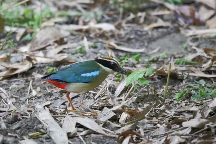 Framed Print : Fairy Pitta (Pitta nympha) adult, foraging, probing ground for worms, Huben, Central Taiwan, June Framed Print : Fairy Pitta (Pitta nympha) adult, foraging, probing ground for worms, Huben, Central Taiwan, June