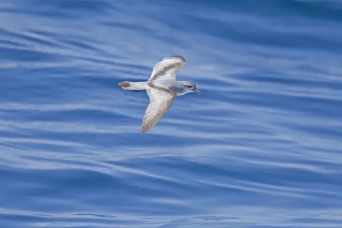 Framed Print : Fairy Prion (Pachyptila turtur) adult, in flight over sea, New Zealand, november Framed Print : Fairy Prion (Pachyptila turtur) adult, in flight over sea, New Zealand, november