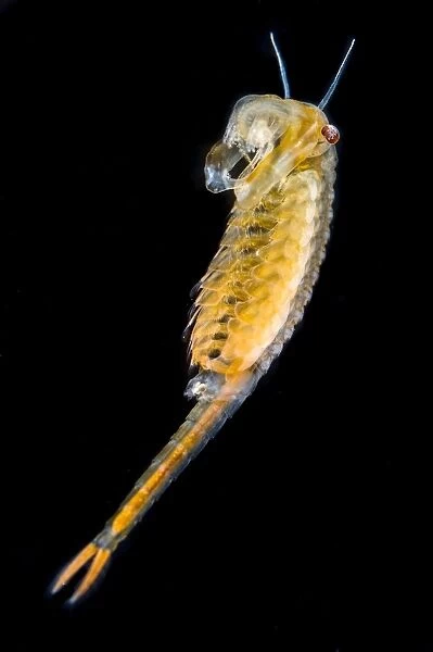 Fairy Shrimp (Chirocephalus diaphanus) adult male, Antola Regional Park, Genova Province, Liguria, Italy, June