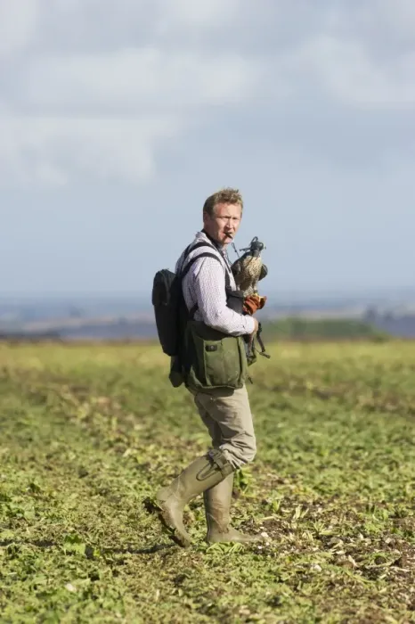 Framed Print : Falconry, falconer with hooded Peregrine Falcon (Falco peregrinus), walking in field Framed Print : Falconry, falconer with hooded Peregrine Falcon (Falco peregrinus), walking in field