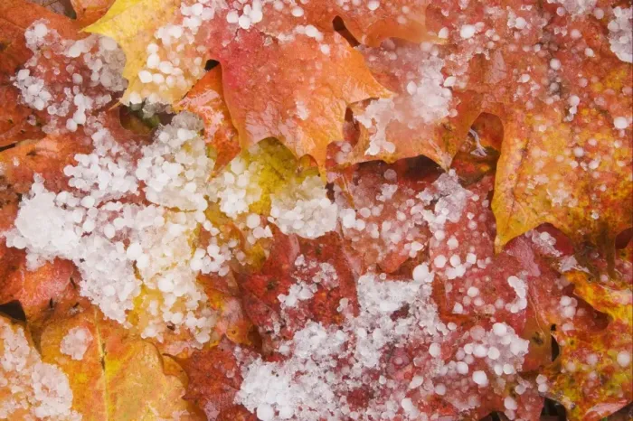 Framed Print : Fallen maple leaves on forest floor after hailstone shower, Upper Peninsula, Michigan, U. S. A. october Framed Print : Fallen maple leaves on forest floor after hailstone shower, Upper Peninsula, Michigan, U. S. A. october
