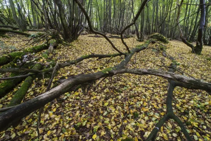 Framed Print : Fallen tree branches and leaf litter on floor of coppice woodland habitat, Kent, England, October Framed Print : Fallen tree branches and leaf litter on floor of coppice woodland habitat, Kent, England, October