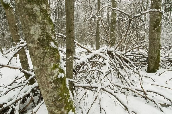 Fallen tree in snow covered primeval forest habitat, Bialowieza Strictly Protected Area, Bialowieza N. P